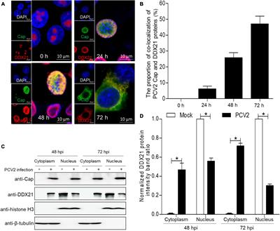 DEAD-box RNA helicase 21 interacts with porcine circovirus type 2 Cap protein and facilitates viral replication